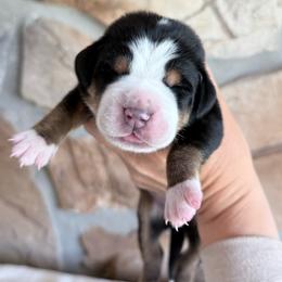 Gray - Black, white and red male Greater Swiss Mountain Dog puppy in Everett, Pennsylvania from Sweet Stream Swissies