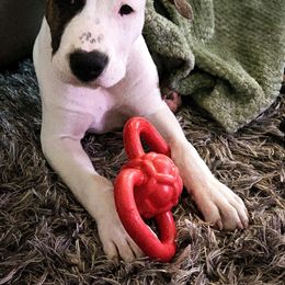 American Staffordshire Terrier Puppies from Diane Guilmette