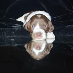 Australian Cobberdog Puppies from Heartland Hills Australian Cobberdogs