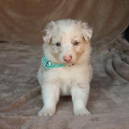 Thando - AKC Reg - Lilac merle male Border Collie puppy in Courtland, Alabama from C Bar C Ranch Border Collies