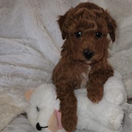 SQUEEKS - Red  female Poodle puppy in San Tan Valley, Arizona from Desert Storm Poodles