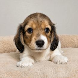 Nathan - Piebald male Dachshund puppy in Gold Canyon, Arizona from Silverking Kennels