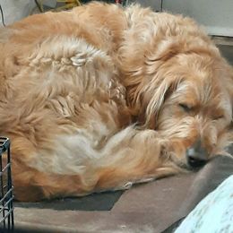 Boston Terrier, Goldendoodle, and Golden Retriever Puppies from Goldenhubb