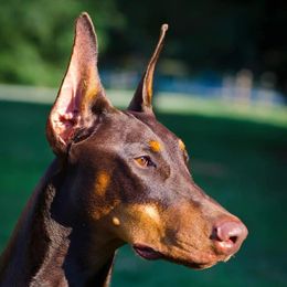 Doberman Pinschers from Hierarch Dobermans