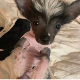 Chihuahua and Chinese Crested Puppies from Western Kentucky Chihuahua’s and Chinese Crested’s