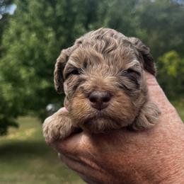 Boy 2 - Cafe au lait male Springerdoodle puppy in Sterling, Michigan from Springerdoodles In MI