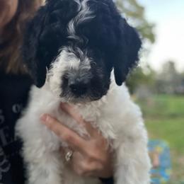 Uno - Parti male Goldendoodle puppy in Lancaster, Pennsylvania from Doodles in the Skye