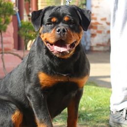 Debby - Rottweiler