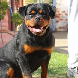 Debby - Rottweiler