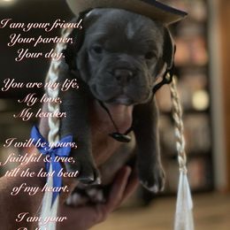 Olde English Bulldogge Puppies from Gods Of Olympus Bulldogges