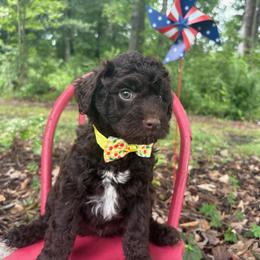 Shoestring - Chocolate male Goldendoodle puppy in Camden, North Carolina from Oopsie Doodles of NC