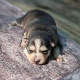 Willie - Male - Black and white male Pomsky puppy in Hurleyville, New York from My Crazy Pomskys