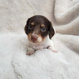 AKC Cherry Coke - Chocolate and tan female Dachshund puppy in Texarkana, Arkansas from Pasta Pups Miniature Dachshunds