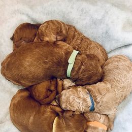 Goldendoodle Puppies from Faithful Pups