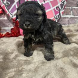 Samson - Salt and pepper male Miniature Schnauzer puppy in Lufkin, Texas from C&K’s Schnauzer House