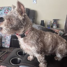 Snickers - Miniature Schnauzer