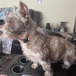 Snickers - Miniature Schnauzer