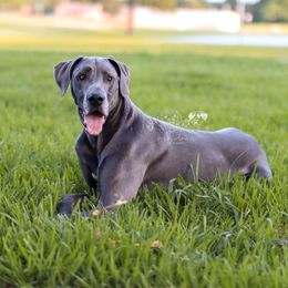 Eris - Great Dane