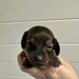 Reggie - Cream male Dachshund puppy in Wolf Lake, Indiana from Canisteo Dachshunds