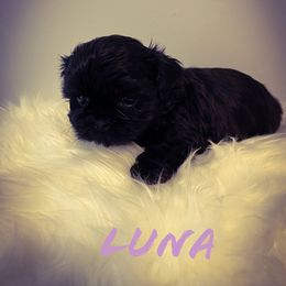 Shih Tzu Puppies from LaDawn’s Little Lions