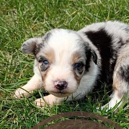 Bailey - Blue merle female Miniature Australian Shepherd puppy in Kettle Falls, Washington from Ellie's Miniature Australian Shepherds