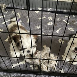 Shih Tzu Puppies from Cherie’s Purebred Shih Tzu’s