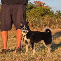 Skye - Black and white female Pomsky puppy in Perkins, Oklahoma from A-Dream Pomsky Kennel