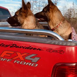 German Shepherd All Grown Up from Angel Oak German Shepherds