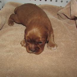 Male - Ruby male Cavalier King Charles Spaniel puppy in Harvard, Illinois from Lori's Cavalier King Charles Spaniels & Dachshunds