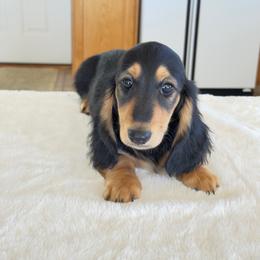 Critter ridge Maddox - Black and tan male Dachshund puppy in Coulterville, California from Critter Ridge mini long hair Dachshunds