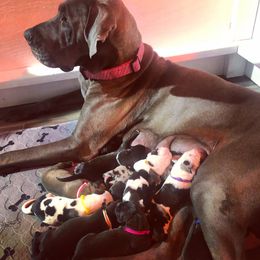 Great Dane Puppies from Irish Creek Great Danes
