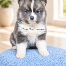 Crumpet - Blue female Pomsky puppy in Coos Bay, Oregon from Ocean View Pomskies