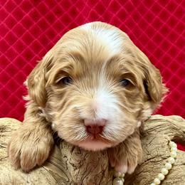 Goldie (Orange Collar) - Red female Australian Labradoodle puppy in Mount Gilead, North Carolina from Tillery Labradoodles