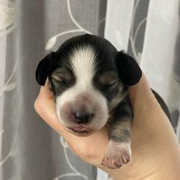 Elsa-Cream Sable, Piebald - Sable female Dachshund puppy in Wolf Lake, Indiana from Canisteo Dachshunds