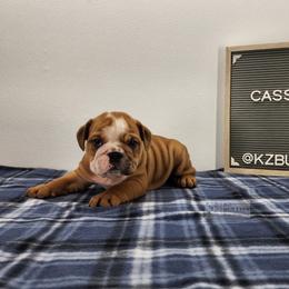 Cassius - Red male Bulldog puppy in Hillsdale County, Michigan from KZ Bullies LLC