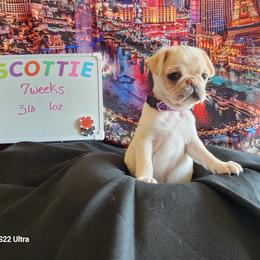 Scottie AKA Roulette - White female Pug puppy in Tucson, Arizona from Cactus Pugs & Hugs