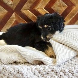 Aussiedoodles, Golden Aussiedoodles, and Goldendoodles from Miami Mini Doodles