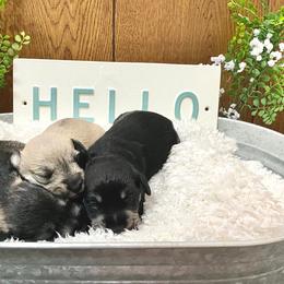 Miniature Schnauzer Puppies from Schnauzers on Robinson Lane