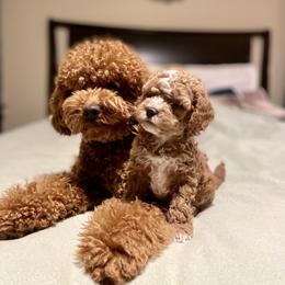 Cavapoo and Cockapoo Puppies from Benji’s Cockapoos