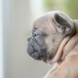 French Bulldog and Goldendoodle Puppies from Fox Run Farm