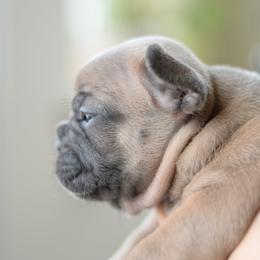 French Bulldog and Goldendoodle Puppies from Fox Run Farm