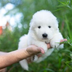 Wren - White female Maremma Sheepdog puppy in Conway, Missouri from 2J 2K Border Collies | Maremma Sheepdogs