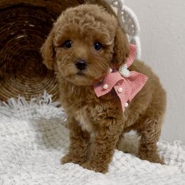 Nutmeg (Toy Poodle) - Red female Maltipoo puppy in Spring, Texas from GlamPaw Maltipoos
