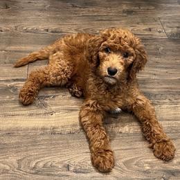 Goldendoodle Puppies from Rustic Road Doodles