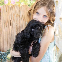 Aussiedoodle Puppies from Aussiedoodles On The Beach