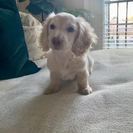 Dachshund Puppies from Lucy’s Mini Doxies