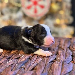 Boy 4 - male Miniature American Shepherd puppy in from 3 Barrels Farms, LLC