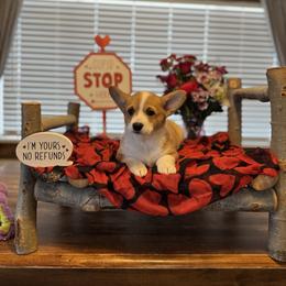 Erica Sinclair - Red female Pembroke Welsh Corgi puppy in Olathe, Colorado from Rocking LJ Breeding