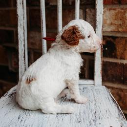 Gregory - Parti male Goldendoodle puppy in Old River Winfree, Texas from RadDoodles