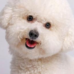 Bichon Frise puppies from Misty Clark